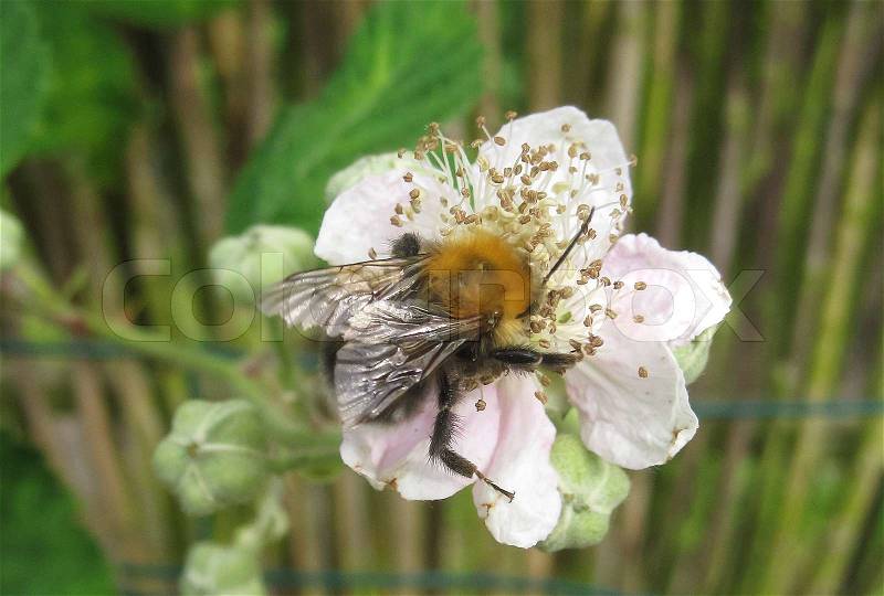 Blackberries flower with bumble bee, stock photo