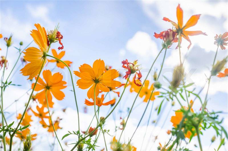 Yellow Cosmos flower and blue sky in thr nature, stock photo