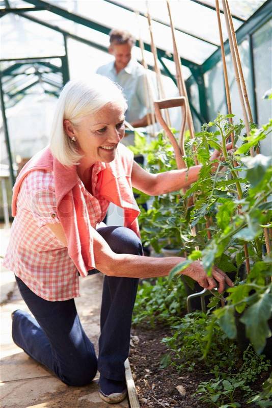 Middle Aged Couple Looking After Tomato Plants In Greenhouse, stock photo