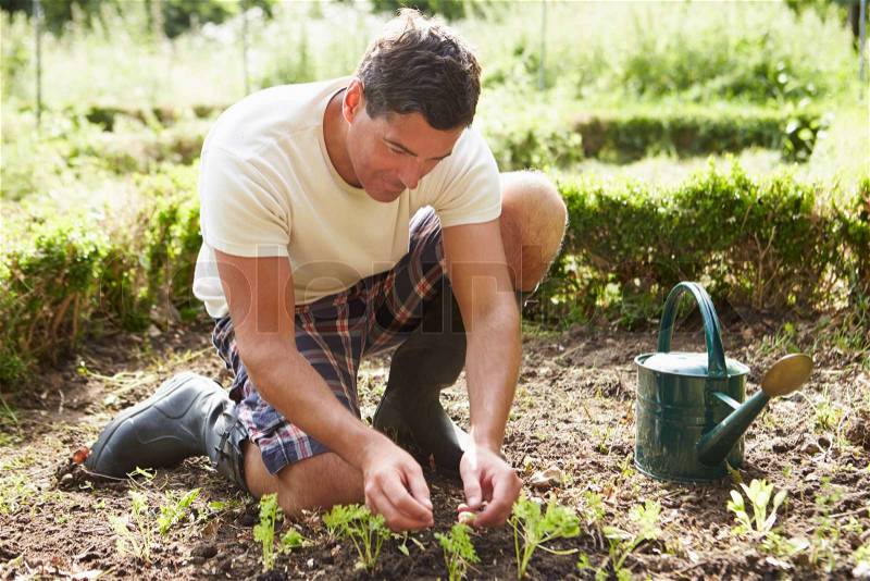Man Planting Seedling In Ground On Allotment, stock photo