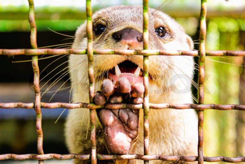 Baby otter in the cage, animal zoo, stock photo