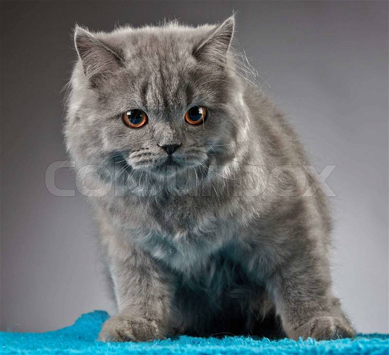 Portrait of gray british longhair kitten, stock photo