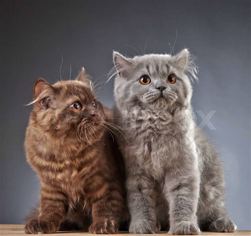 Portrait of two british longhair kittens, 4 month old, stock photo