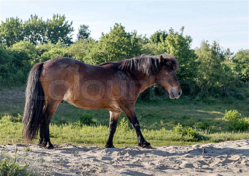 Wild brown horse free in nature, stock photo