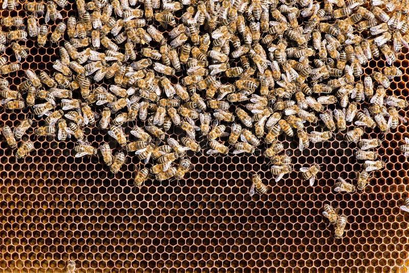 Close up honeycombs. Many bees on honeycomb, stock photo