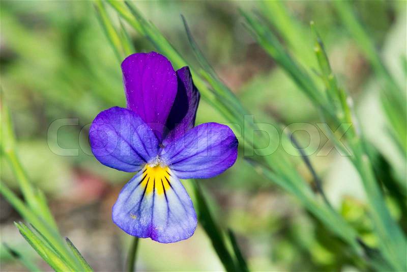 Violet flower close up and green leaves, stock photo