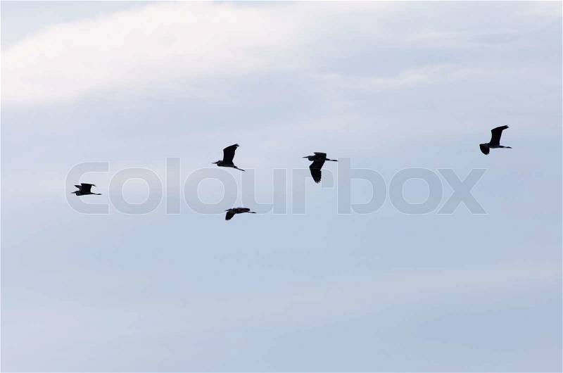 Birds in the sky, stock photo