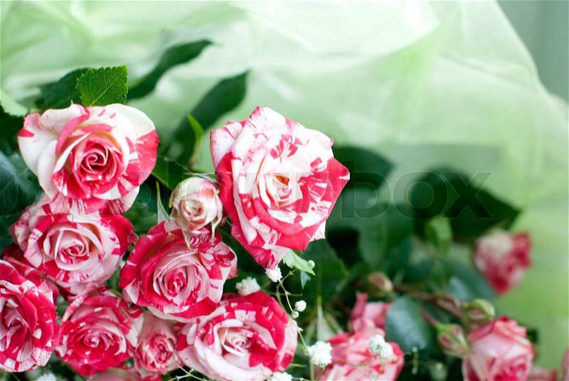 Beautiful red and white roses in a bouquet, stock photo