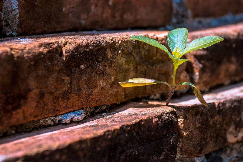 Little plant based on niche of the old brick, stock photo
