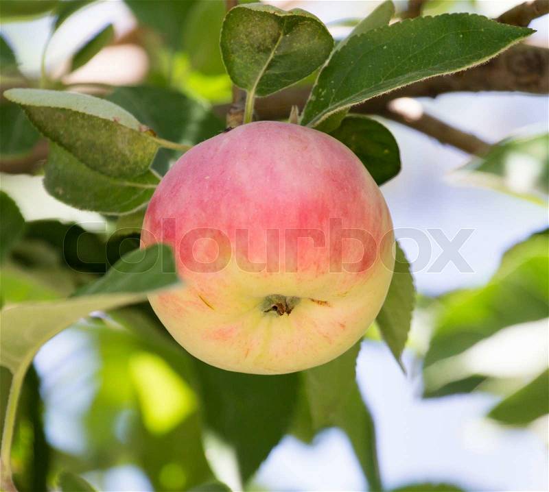 Ripe apples on the tree, stock photo