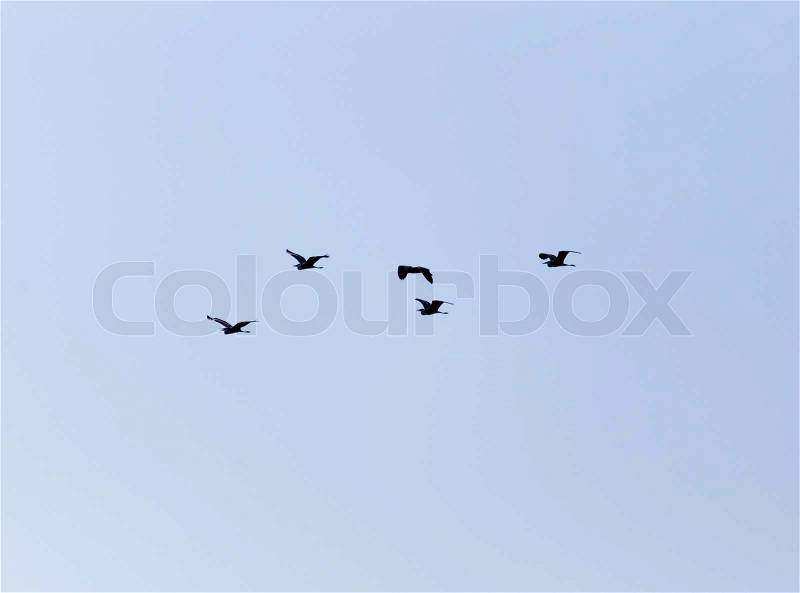 Birds in the sky, stock photo