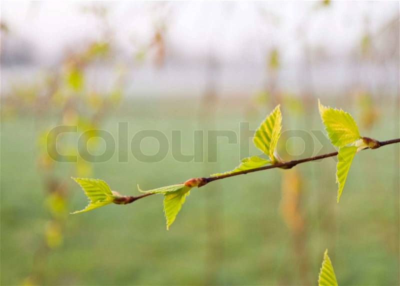 Close up of a budding new leaves in spring, stock photo