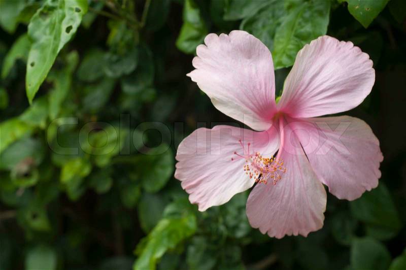 Pink Hibiscus, stock photo