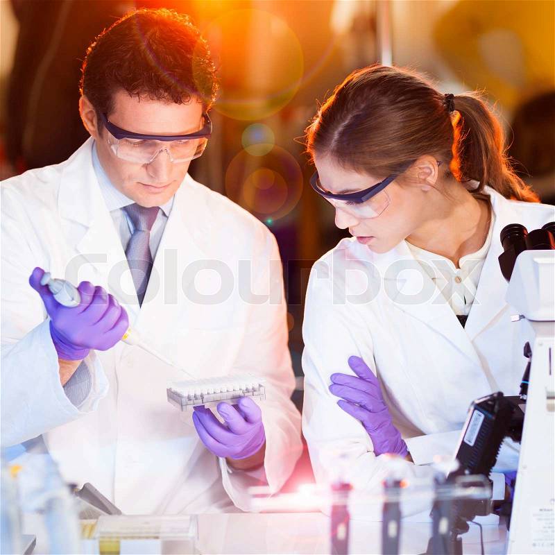 Focused life science professionals pipetting master mix solution into the PCR 96 well micro plate, stock photo