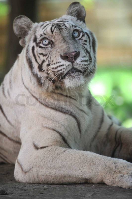 A close up shot of a white Tiger, stock photo