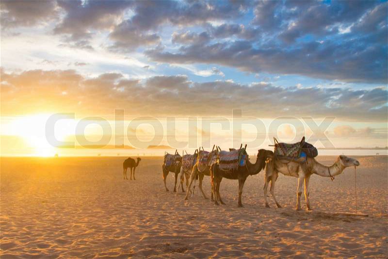 Camel caravan at the beach of Essaouira in the sunset, Morocco, Africa, stock photo