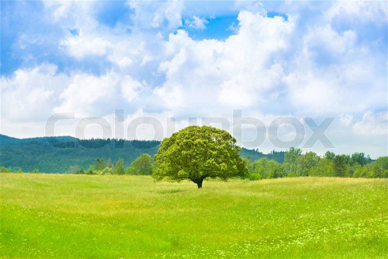 Green planet - Earth; green summer landscape scenic view. Slovenia, green country on the sunny side of the Alps, stock photo