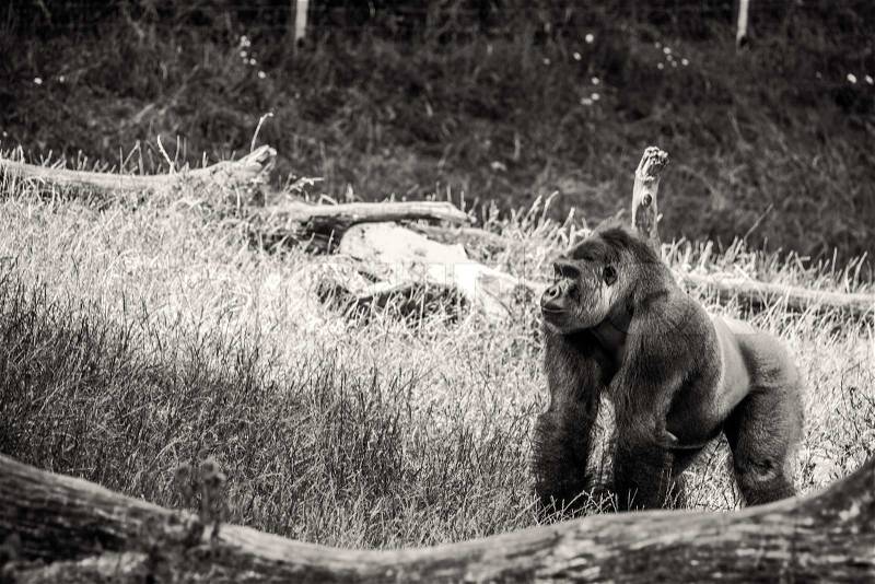 Black and white photo of a gorilla, stock photo
