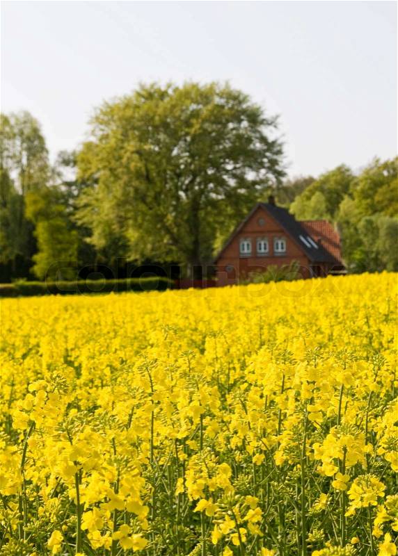 Yellow rapeseed field in Denmark, stock photo