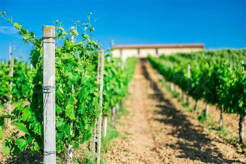 Vine plantations and farmhouse in Tuscany, Italy, stock photo
