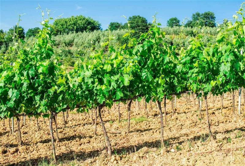 Vine plantations and farmhouse in Toscana, Italy, stock photo