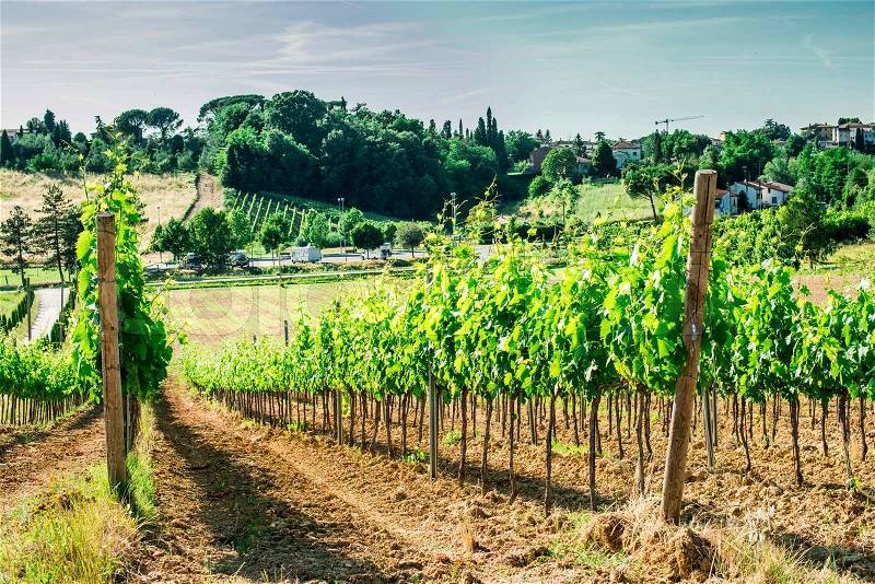 Vine plantations and farmhouse in Toscana, Italy, stock photo