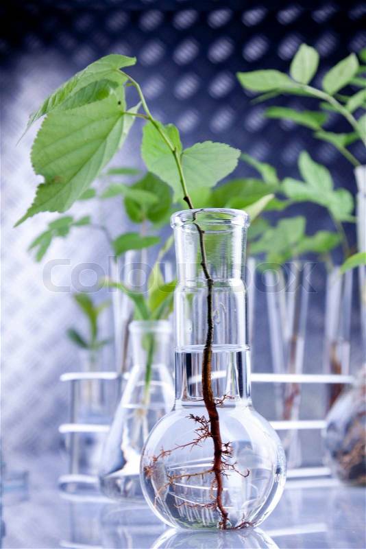 Genetic modifications on plants in lab, stock photo