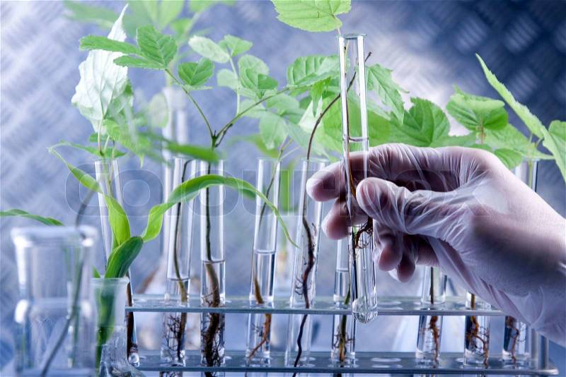 Genetic modifications on plants in lab, stock photo