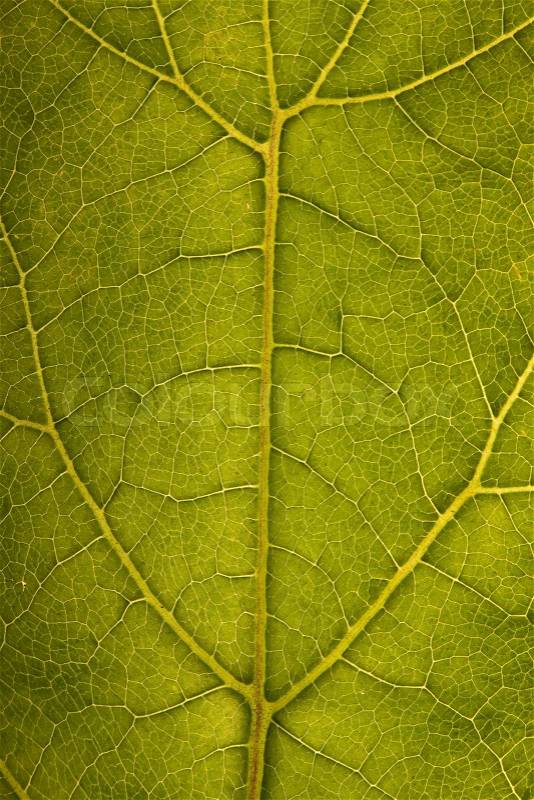 Leaf structure closeup. Over light, stock photo