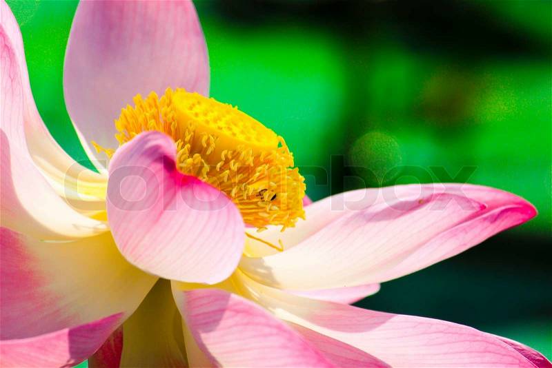 Macro close-up beautiful lotus blossoms or water lily flowers with bee pollination nature background, stock photo