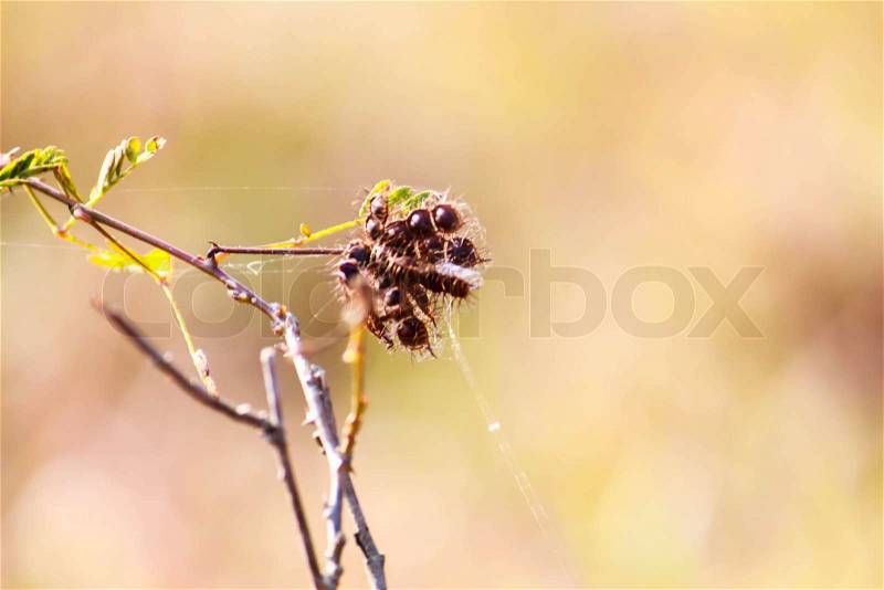 Sensitive plant flowers on arid nature background, mimosa flowers, stock photo
