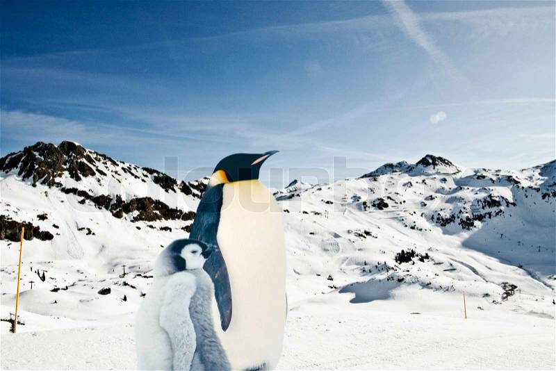 Stock image of \'penguin, landscapes, landscape\'