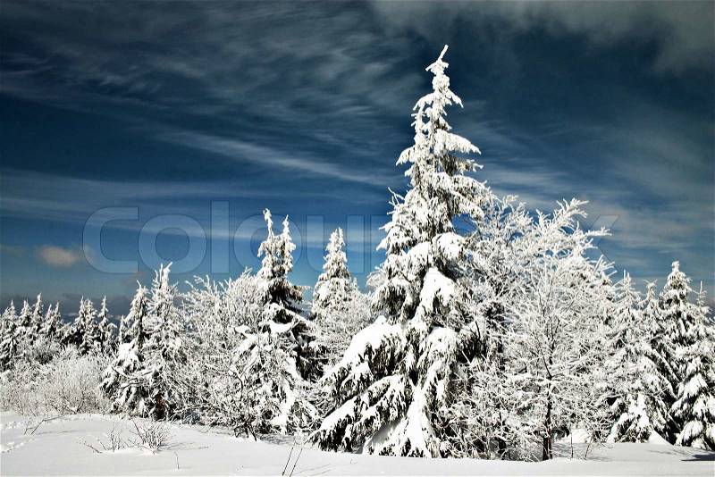 Snowy trees in the winter mountains, stock photo
