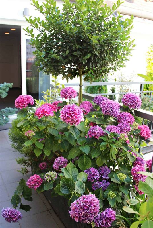Mix of beautiful vivid terrace summer flowers, stock photo