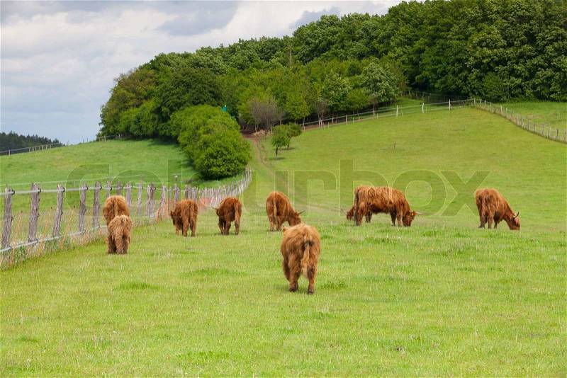 The herd of aberdeen angus eating grass on spring meadow, stock photo