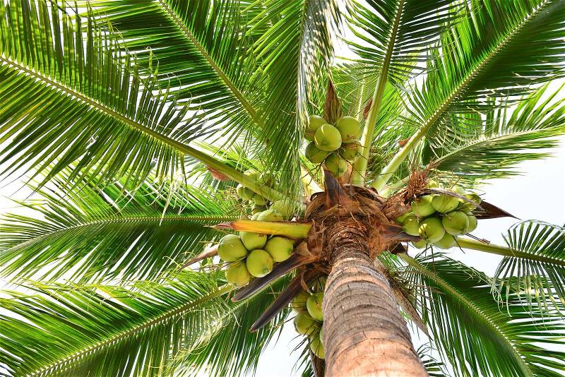 Coconut Palm Tree, stock photo