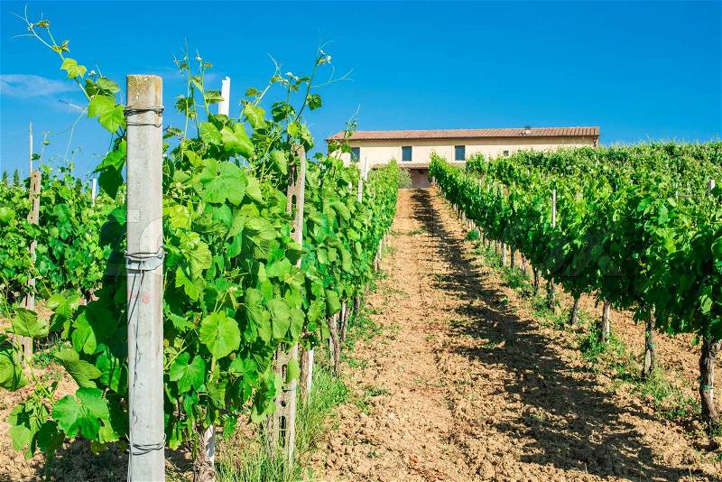 Vine plantations and farmhouse in Tuscany, Italy, stock photo