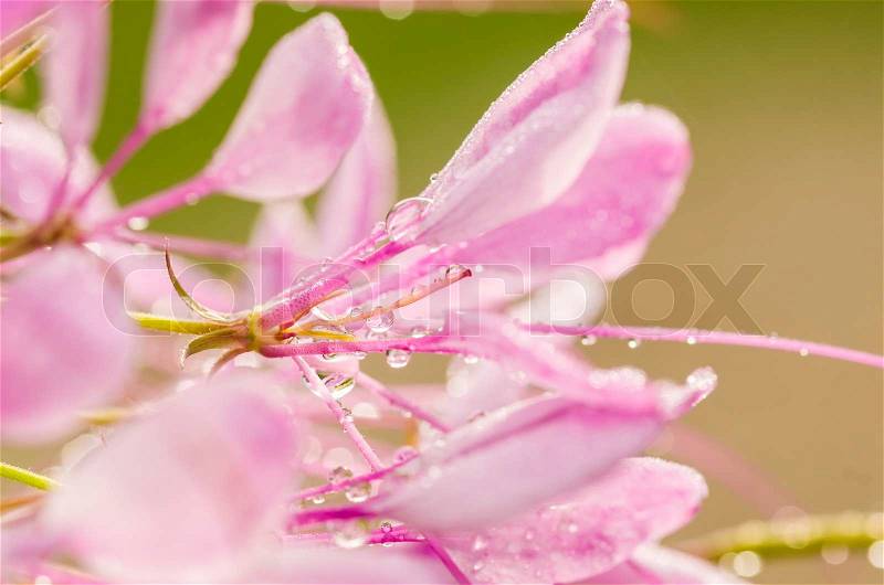 Cleome hassleriana or spider flower or spider plant in the garden or nature park, stock photo