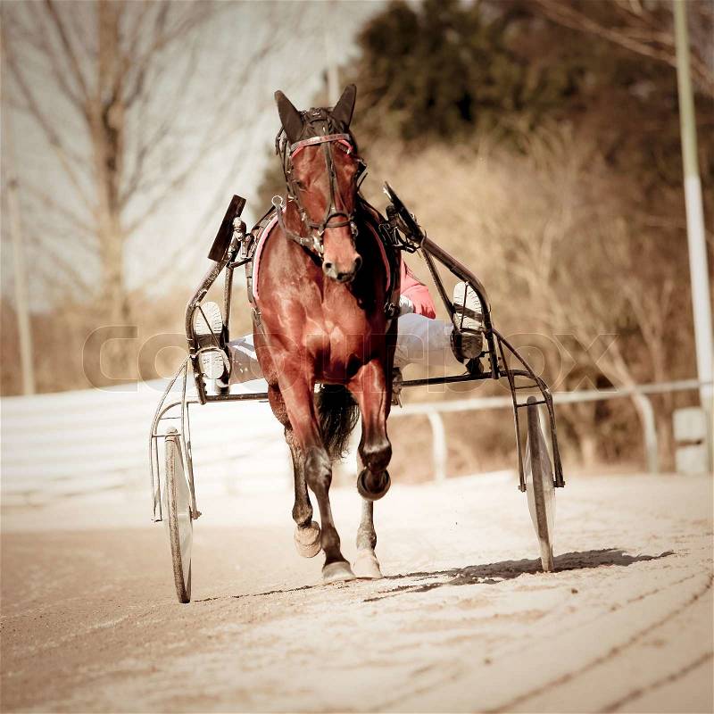 Harness Racing .horse, stock photo