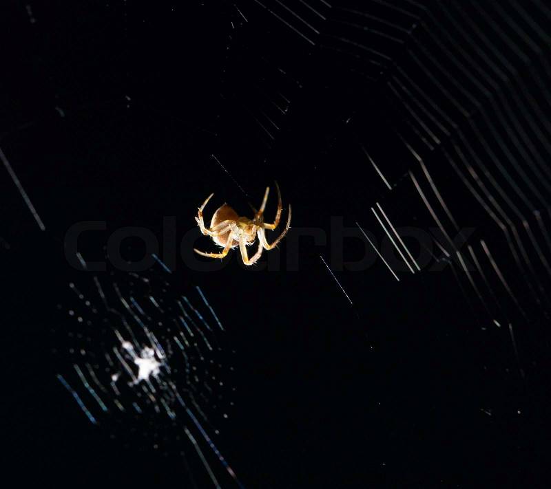 Spider on the web at night, stock photo