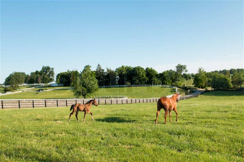 Mare with her colt in pastures of horse farms. Country summer landscape, stock photo