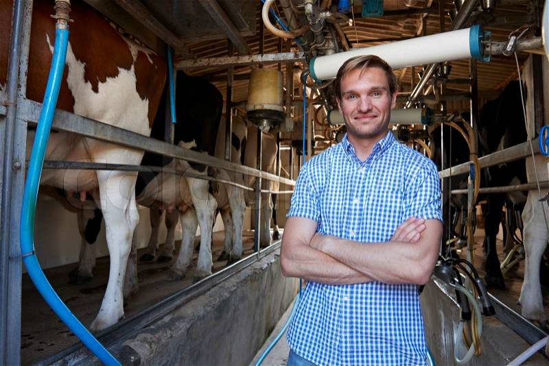 Portrait Of Farmer With Cattle In Milking Shed, stock photo