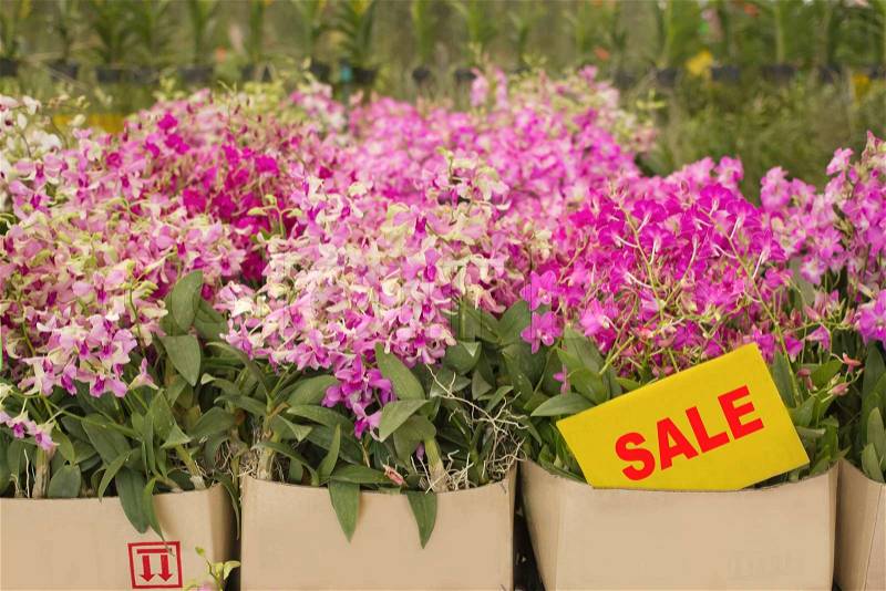 Box of orchid flower are on sale in plant market Thailand, stock photo