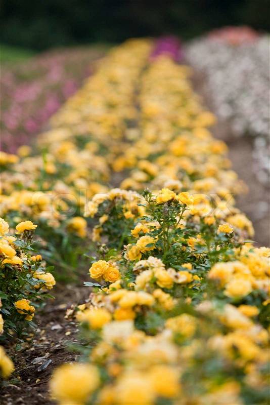 Yellow rose plantation, stock photo