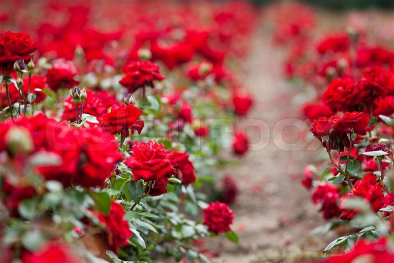 Red roses plantation, stock photo