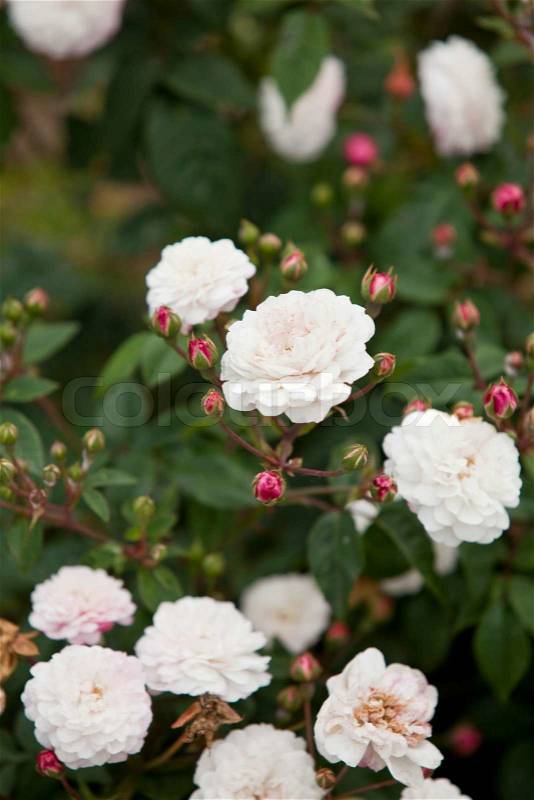 White roses plantation, stock photo