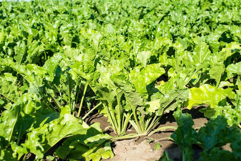 Beet growing in the field, stock photo