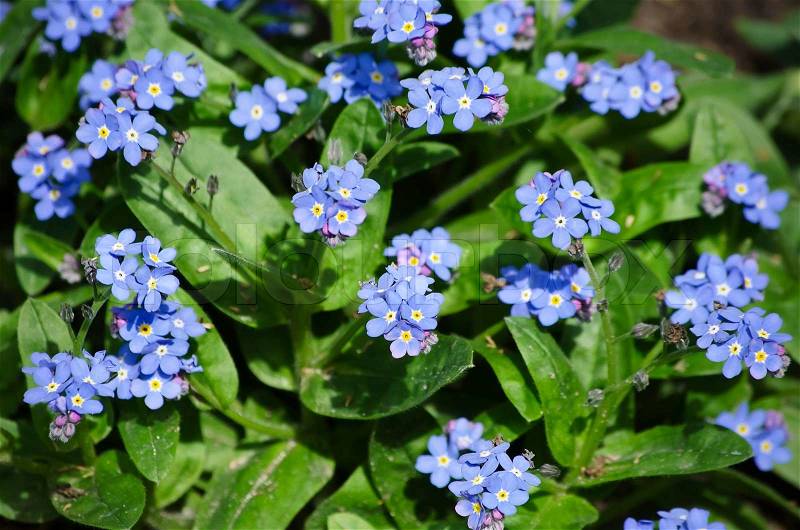 Photo of the Spring Blue Flowers Forget-me-not , stock photo