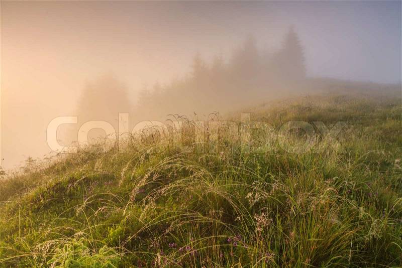 Misty dawn in the mountains , stock photo