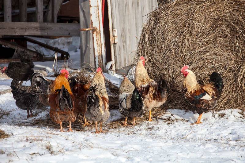 Group of free range chickens near hay storage in snow covered farmyard, stock photo